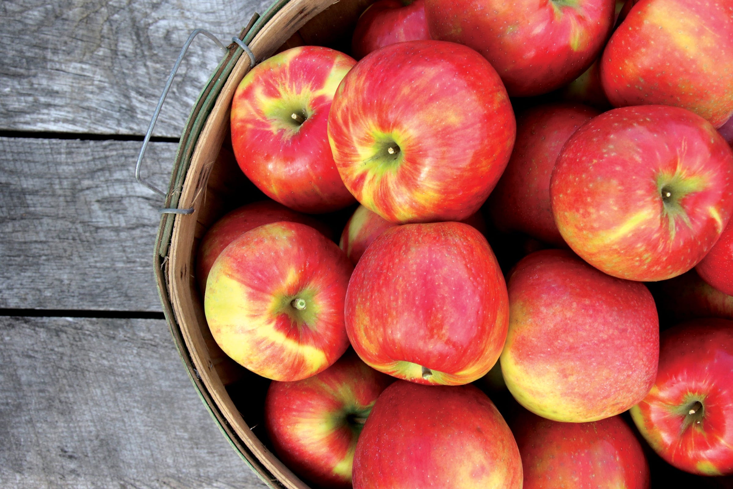 Early McIntosh - New England Apples