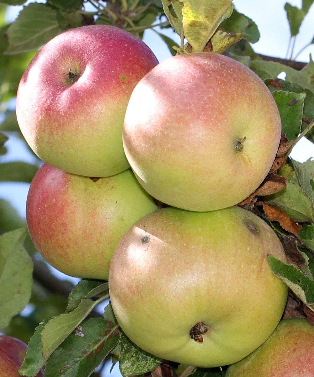 Apple McIntosh and Cheese - New England Apples